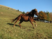 Sul Monte Sparvera con vista sul Lago d'Endine (19 ott. 08)   - FOTOGALLERY